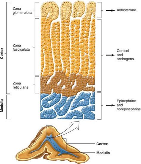 The Adrenal Medulla And Adrenal Cortex Ganongs Review Of Medical