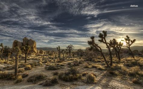 Joshua Tree National Park California Wallpapers Wallpaper Cave