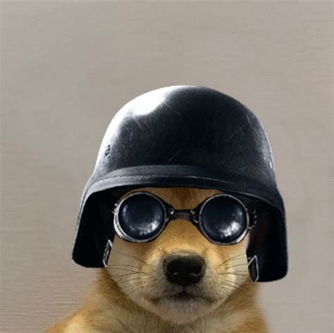The Best 25 Dog With Hat Meme R6 Aboutmediafix