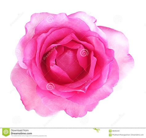 Pink Rose Isolated On White Background Soft Focus And