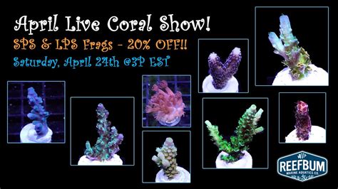 Reefbums April Live Coral Sale Youtube