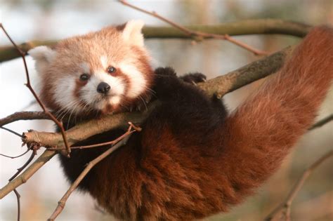 20 Of The Coolest Animal Species In The World Small Joys