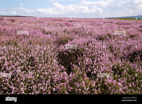 Heather In Bloom Across The North York Moors National Park Yorkshire