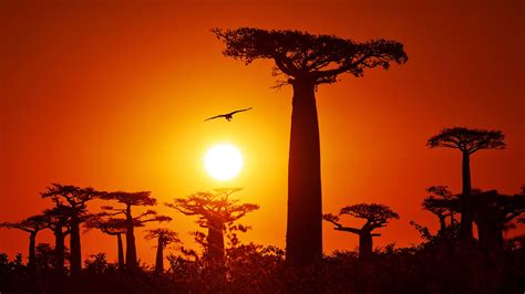 The Baobab Tree An African Icon And Longtime Legend