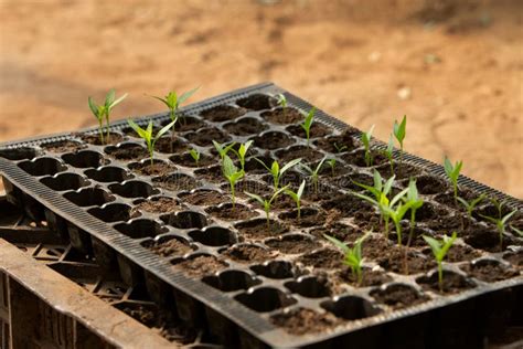 Photo Of Seedlings In Plastic Containers Stock Photo Image Of
