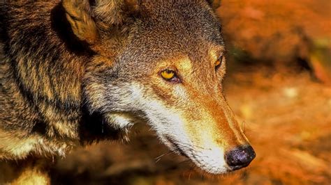 Why Wolves Going Extinct Would Cause Biological Strife