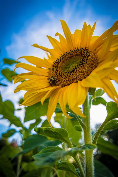 Sunflower Phone Wallpaper - 05