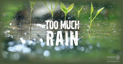 When It Rains It Pours How To Cope With Too Much Moisture In The