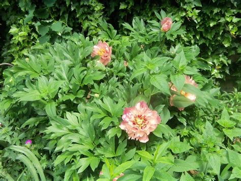 Photo Of The Entire Plant Of Intersectional Peony Paeonia Kopper