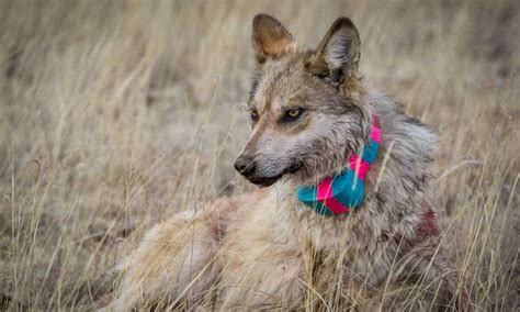 Enough Habitat Exists To Support The Return Of Mexican Wolves In