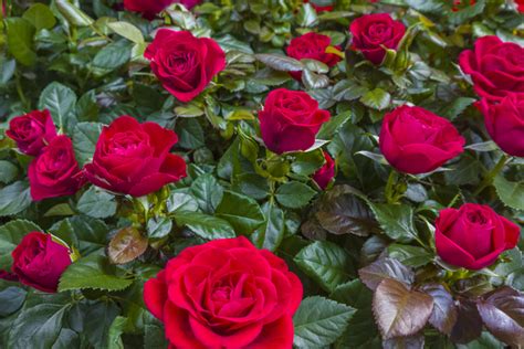 How To Care For Your Roses In Spring Yates Australia