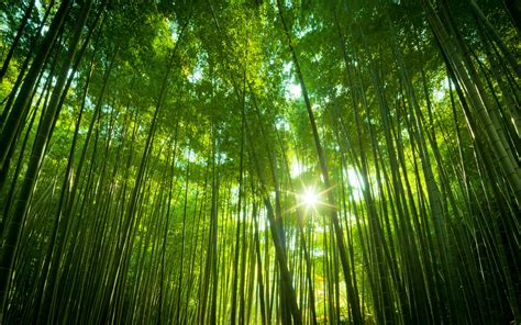 Japanese Bamboo Forest Wallpapers Hd Wallpapers Id 17883