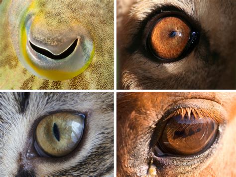 Eye Shapes Of The Animal World Hint At Differences In Our Lifestyles