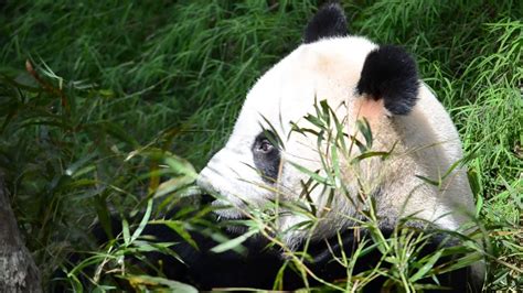 Kai Kai The Giant Panda At Singapore Zoo Now River Safari Youtube