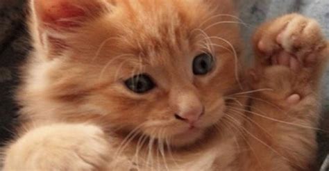 Adorable Ginger Kitty 13th March 2017 We Love Cats And Kittens