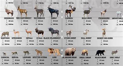 Game Animals Africa Vs North America Infographic