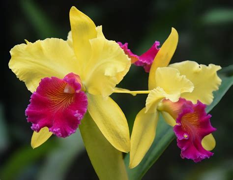 10 Easy To Grow Orchid Types For Your Indoor Garden