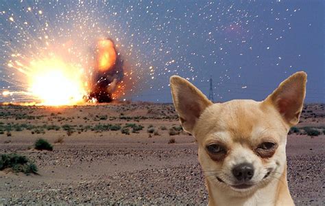90 Funny Dog Memes Chihuahua Meme Face