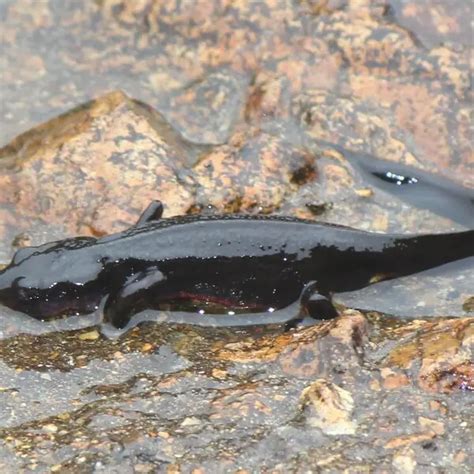 Japanese Fire Belly Newt Facts Diet Habitat And Pictures On Animaliabio