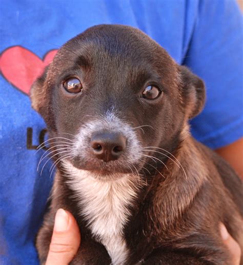 Every time you adopt a pet from the spca of tompkins county, you enable us to save the life of puppies (6 months and younger): Nevada SPCA Animal Rescue: The Rock Vault Puppies!