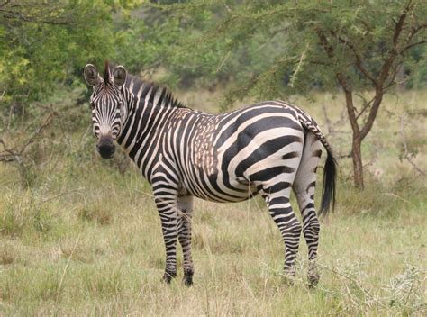 Some zebras are developing odd stripes, and humans could be to blame
