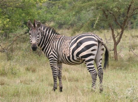 Some Zebras Are Developing Odd Stripes And Humans Could Be To Blame