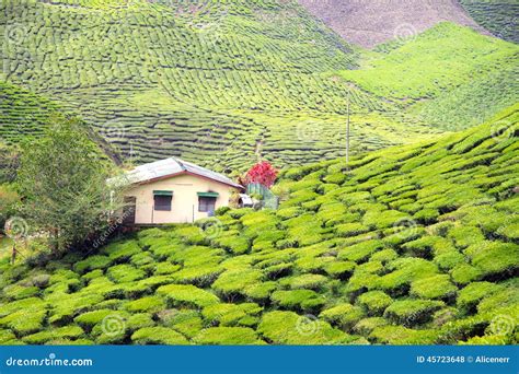 A House In The Tea Plantation Stock Photo Image Of Countryside