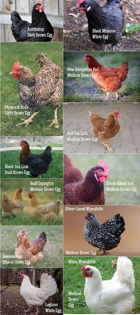 raising chickens 101 for beginners chickens homesteading livestock the homestead