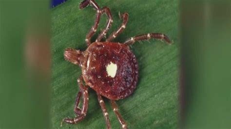 Metro Woman Develops Meat Allergy After Tick Bite