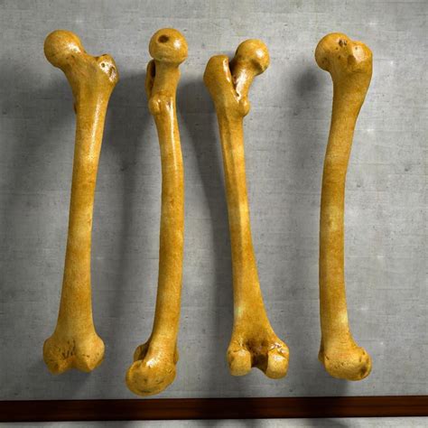 3d Model Human Femur Thigh Bone Leg Anatomy 91443033 Leg Anatomy