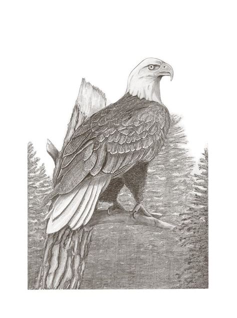 American Bald Eagle Drawing By Gary Pritts