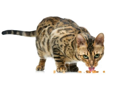 Bengal Cat Lifespan A Guide To Understanding Your Pets Life