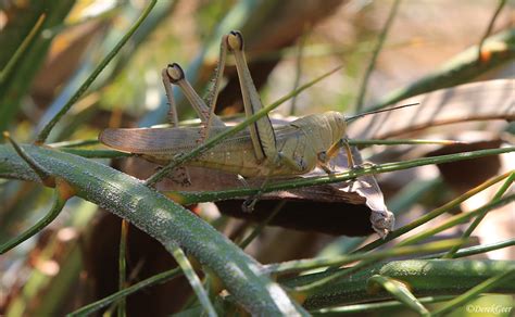 Giant Grasshopper Valanga Irregularis Derek Geer Flickr