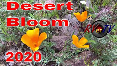 Legend says that this stunning nocturnal flower, called queen of the night, only blooms one night out of the entire year. Desert Flowers Bloom - Northern Arizona - March 2020 - YouTube