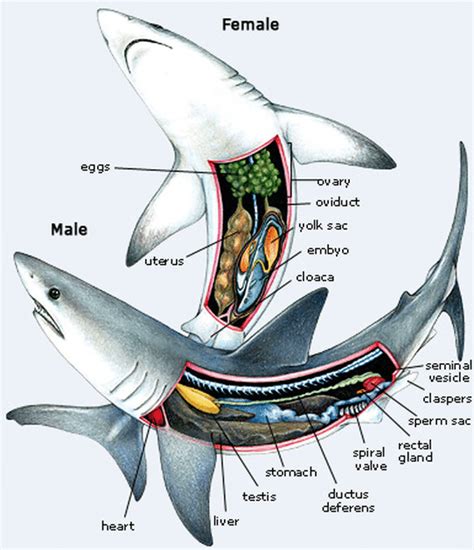 Cómo Se Aparean Los Tiburones 🦈 Todo Lo Que Necesitas Saber