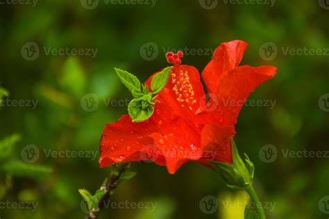 Beautifully Blooming Red Hibiscus Flower Water Droplets And Background