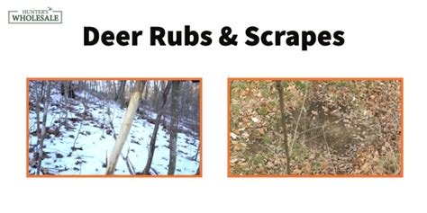 Deer Rubs And Scrapes Everything You Need To Know Hunters Wholesale