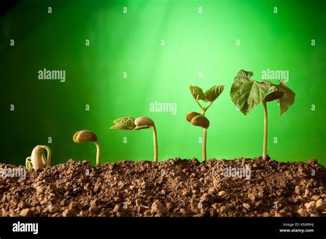 La Secuencia De Las Semillas Germinadas Y El Crecimiento De Plantas De Frijol Fotografía De