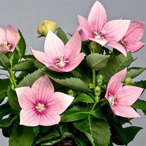 Simply select afterpay as your payment method at checkout. Balloon Flower Seeds| Platycodon | Perennial Flower Seeds ...
