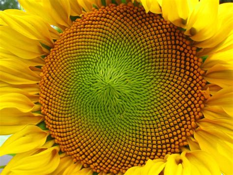 Natural Fractal Sunflower Spiral Sunflowers