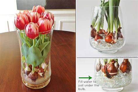 Tulips are among the oldest cultivated plants and have been hybridized to produce just about every color except for true blue. Pin on Plants