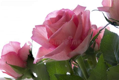 Focus Stackiing Of A Beautiful Pink Rose Stock Image Image Of Botany