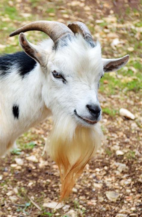 Four years of neverending lust for creativity. Here Is a List of 10 Extremely Good Goat Beards - Modern ...