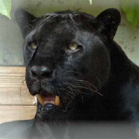 Check spelling or type a new query. Black Jaguar - a photo on Flickriver