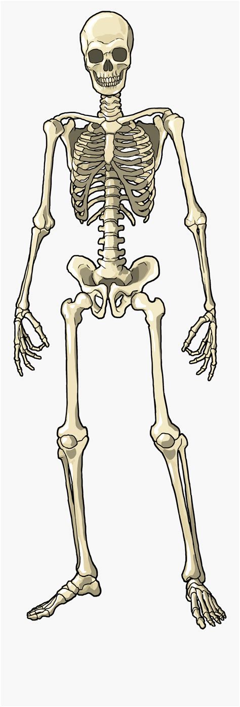 Human Skeleton Bone Human Body Anatomy Diagram Png Clipart Anatomy My