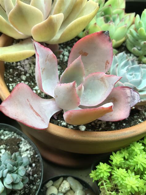 Sometimes, aging plants turn woody from the bottom and lose their spines there. Echeveria Afterglow Succulent Plant : Sakura Tucson