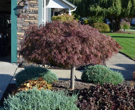 The standard is 11″ of root ball diameter for every one inch of tree caliper. How to Grow and Trim Japanese Maples. - Mike's Backyard ...