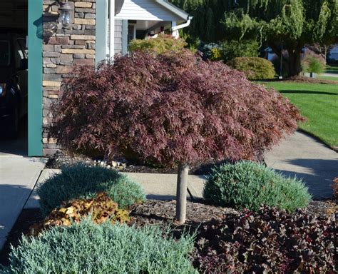 Evergreen is the name of the shipping company that leases the ship. How to Grow and Trim Japanese Maples.