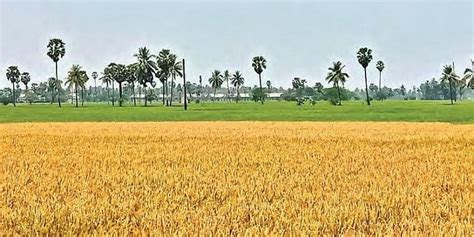 Telangana emerges as India's highest paddy contributor- The New Indian Express
