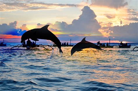 Bali Dolphin Watching Tour Denpasar All You Need To Know Before You Go